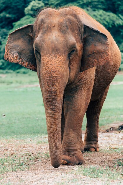 Elefante asiático em uma natureza na floresta profunda na Tailândia