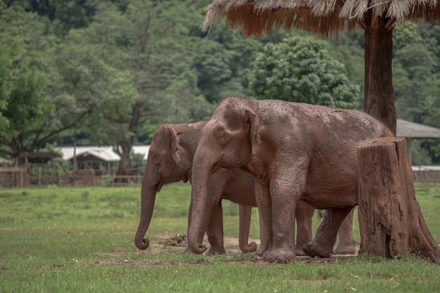 Elefante asiático em uma natureza no parque natural do elefante, Chiang Mai. Tailândia