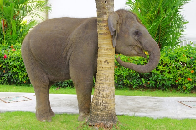 Elefante asiático en jardín verde