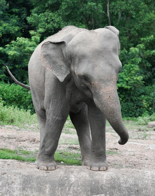 Elefante asiático jovem no zoológico