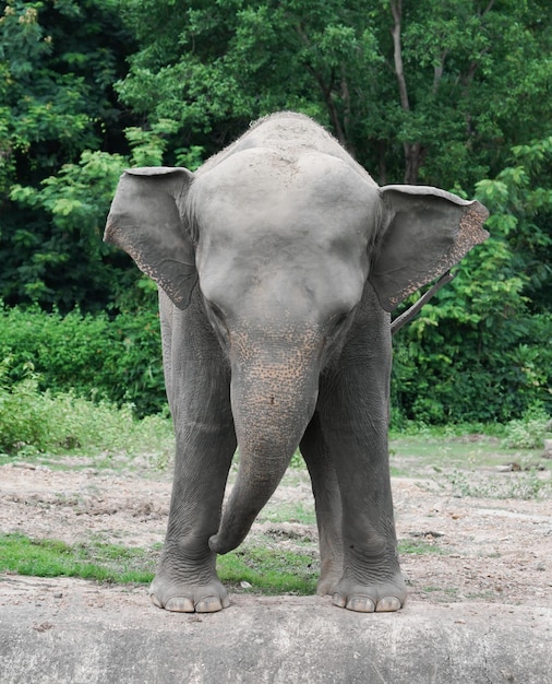 Elefante asiático joven en el parque zoológico