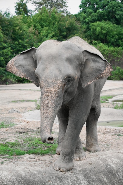 Elefante asiático joven en el parque zoológico