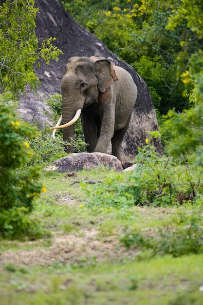 Elefante asiático majestoso com longas presas perto de uma rocha no parque nacional de Yala Linda foto de retrato de elefante selvagem