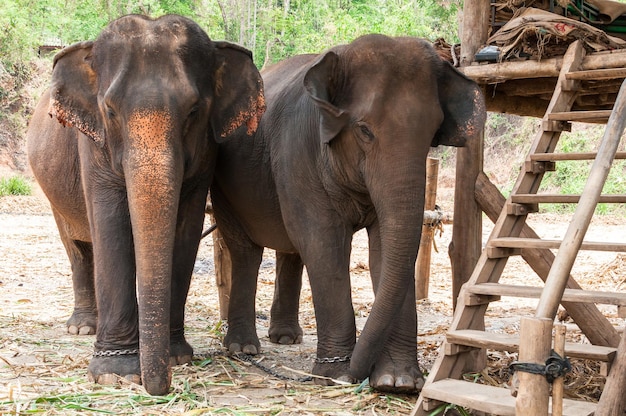 Elefante asiático na tailândia