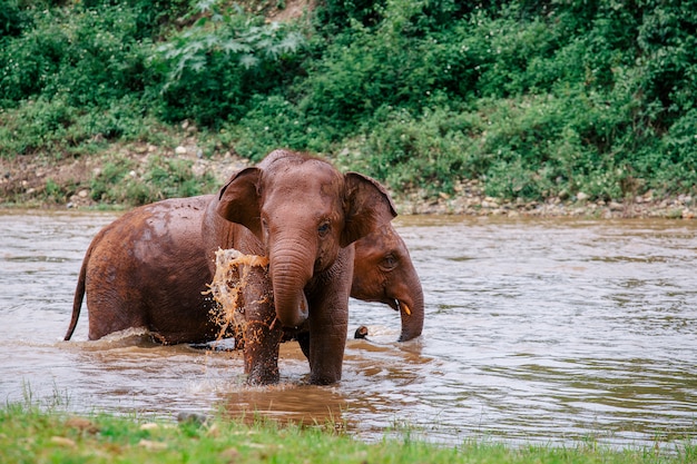 Elefante asiático en una naturaleza en el bosque profundo en Tailandia