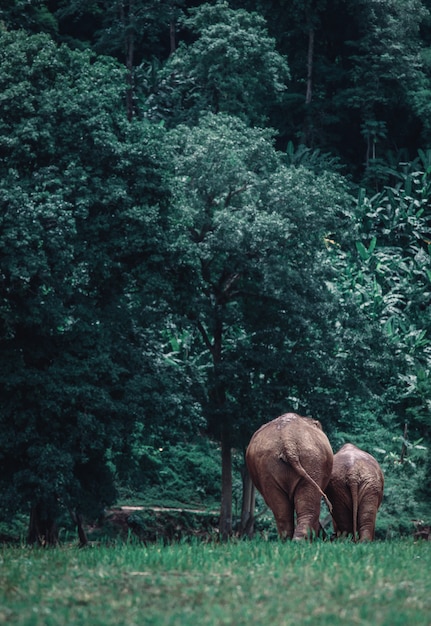 Elefante asiático en una naturaleza en el bosque profundo en Tailandia