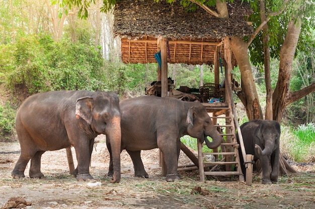 Elefante asiático no parque natural protegido perto de chiang Mai