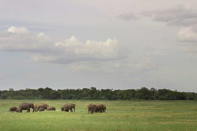 Elefante Asiático no Sri Lanka, Parque Nacional Kaudulla