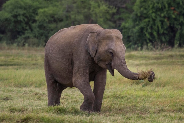 Elefante Asiático no Sri Lanka, Parque Nacional Kaudulla