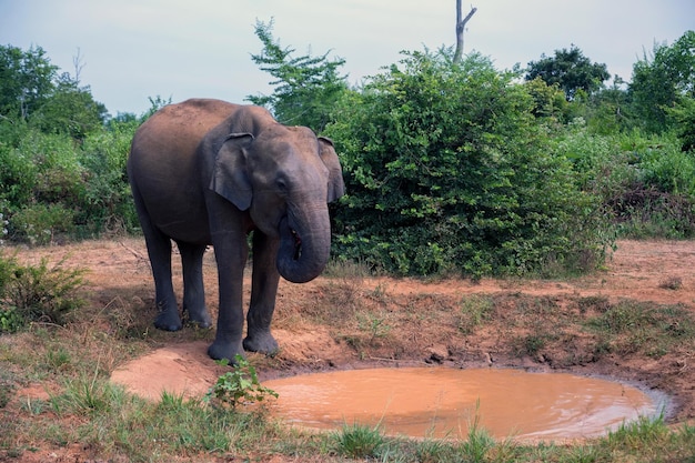 Elefante asiático o elephas maximus en la selva salvaje