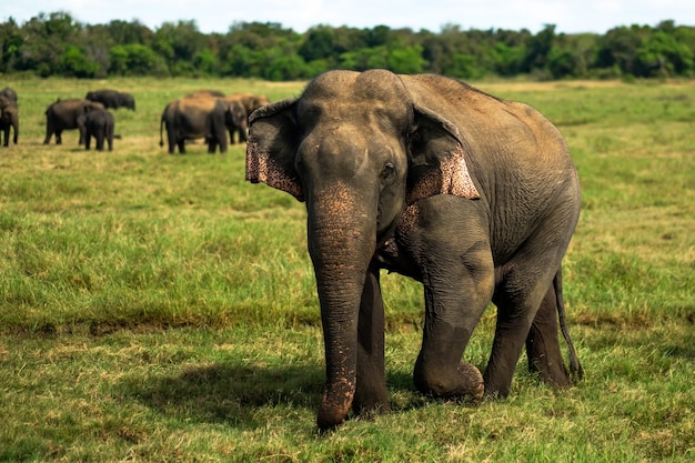 Elefante asiático pequeno