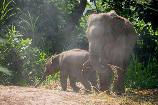 Elefante asiático en un río natural en el bosque profundo