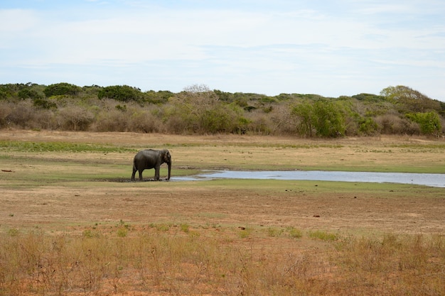 Elefante Asiático Salvaje, Parque Nacional Yala, Sri Lanka