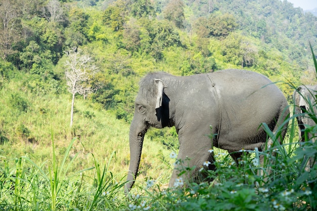 Elefante asiático selvagem na floresta bonita.