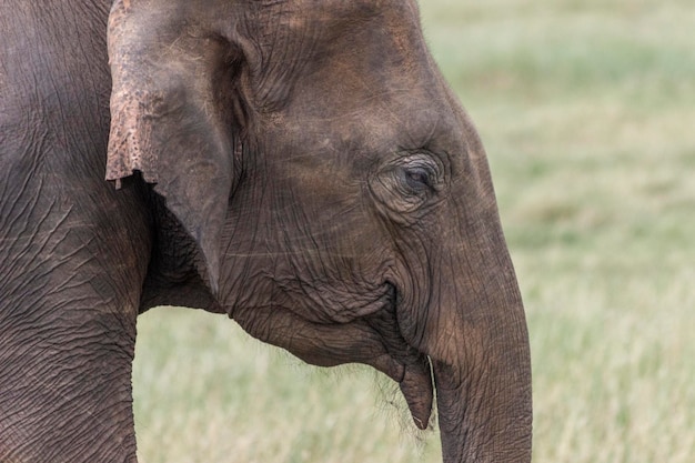 Elefante asiático en Sri Lanka, Parque Nacional Kaudulla