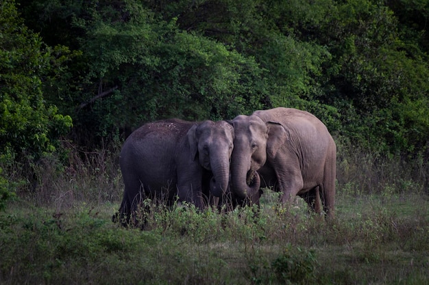 Elefante asiático en Sri Lanka, Parque Nacional Kaudulla