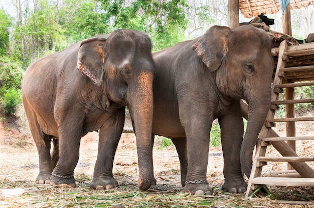 Elefante asiático en Tailandia