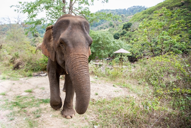 elefante asiático