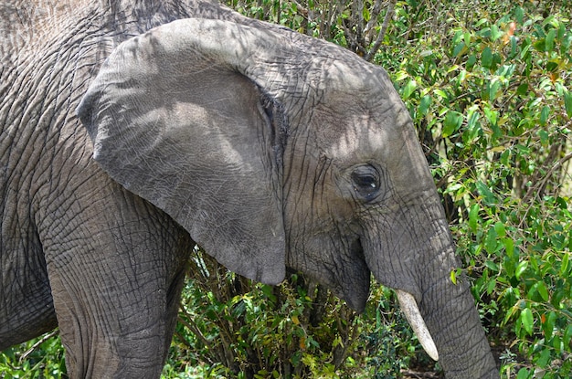 Un elefante atrapando una rama de un arbusto con su trompa