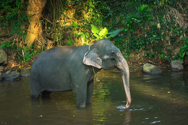 Elefante bañándose con la ayuda de su trompa en el río de Sri Lanka