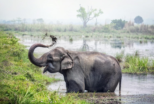 Elefante bañándose en Nepal