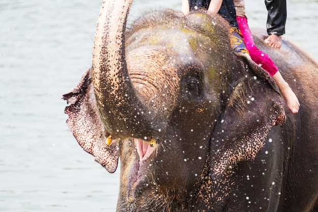 Elefante bañándose en el río, Chitwan, Nepal