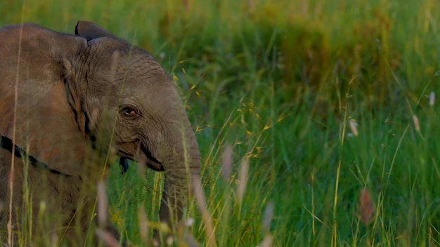 Un elefante bebé camina a través de la hierba alta en el delta del okavango