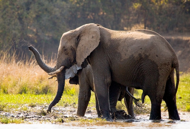 El elefante y el bebé están parados en el agua.