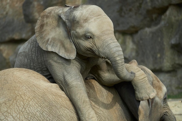 Elefante bebê fofo em outro animal em seu habitat natural no zoológico