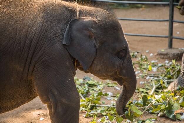 Elefante bebê indiano come comida