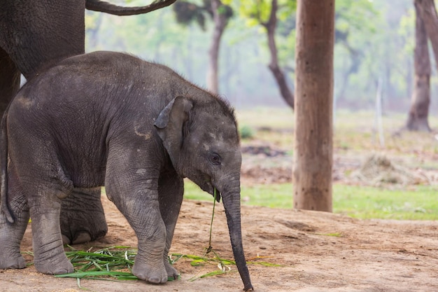 Elefante bebê no Parque Nacional de Chitvan, Nepal