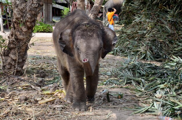 Elefante bebé tailandés comiendo comida en Ayutthaya, Tailandia