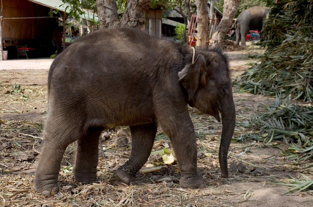 Elefante bebé tailandés comiendo comida en Ayutthaya, Tailandia