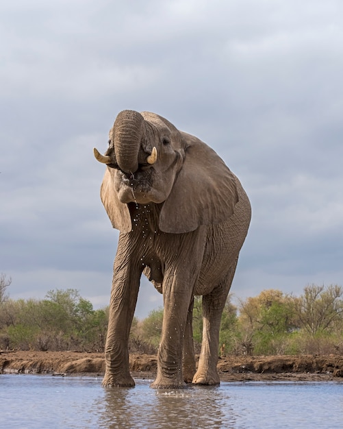 Foto elefante bebendo água de um lago