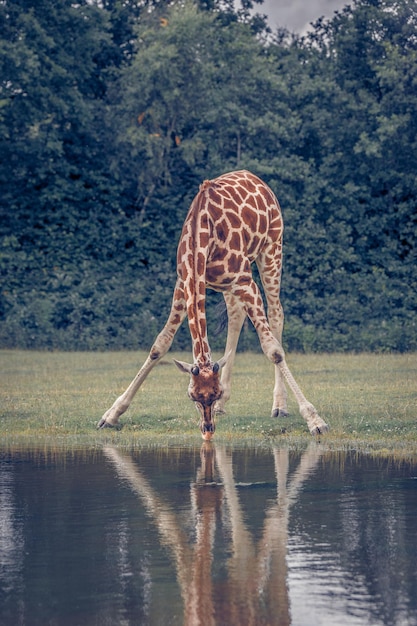 Foto elefante bebiendo agua de un árbol