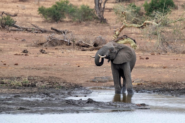 Elefante bebiendo en la piscina en el parque kruger sudáfrica