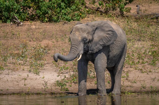 El elefante del bosque africano está bebiendo en el río