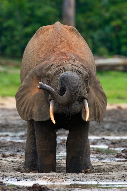 El elefante del bosque está bebiendo agua de una fuente de agua. República Centroafricana. República del Congo. Reserva especial Dzanga-Sangha.