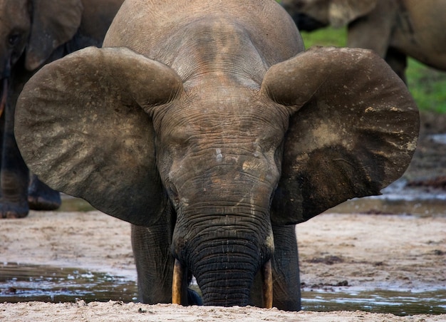 El elefante del bosque está bebiendo agua de una fuente de agua