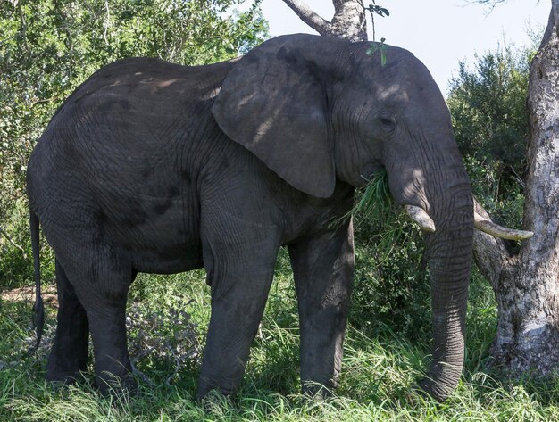 Elefante en un bosque