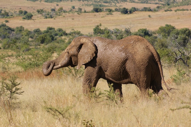 el elefante en Botsuana