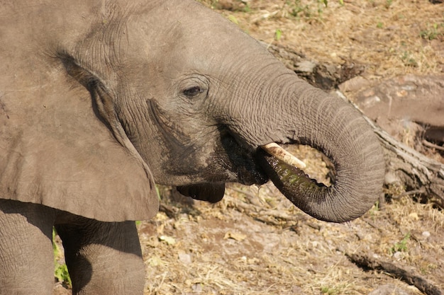 el elefante en Botsuana