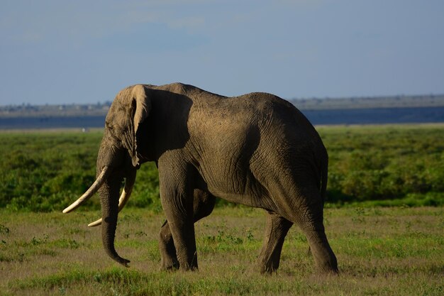 Foto un elefante caminando por un campo cubierto de hierba