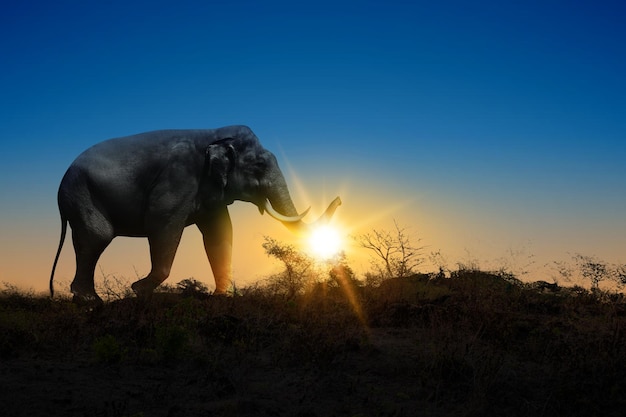 Elefante caminando por el campo