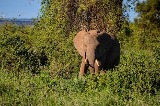 Elefante caminando en la sabana del Parque Nacional Amboseli Kenia África