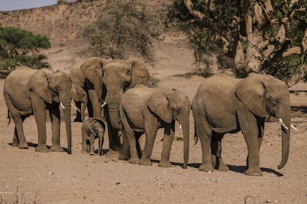 Foto elefante caminhando em fila