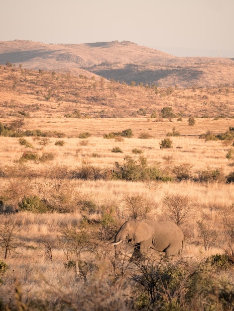 Elefante caminhando na paisagem