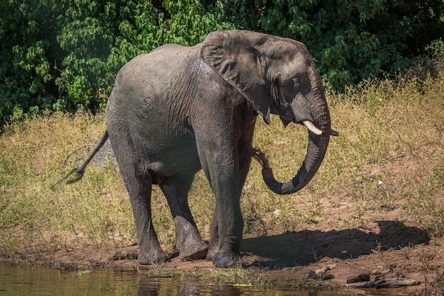 Elefante caminhando pelo lago em um dia ensolarado