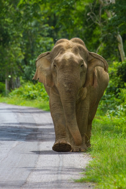 Elefante en el camino