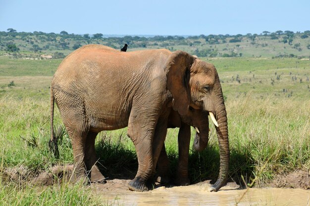 Foto elefante en un campo